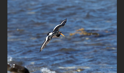 Austernfischer (Haematopus ostralegus)