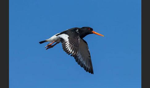 Austernfischer (Haematopus ostralegus)