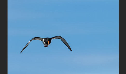 Austernfischer (Haematopus ostralegus)