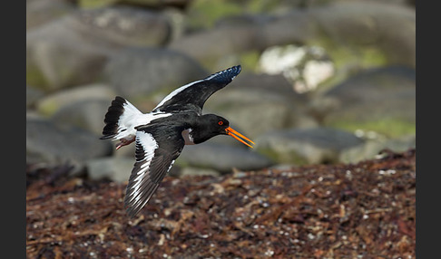 Austernfischer (Haematopus ostralegus)