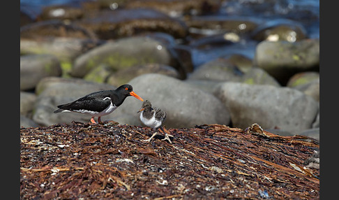 Austernfischer (Haematopus ostralegus)