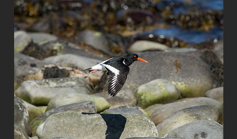 Austernfischer (Haematopus ostralegus)