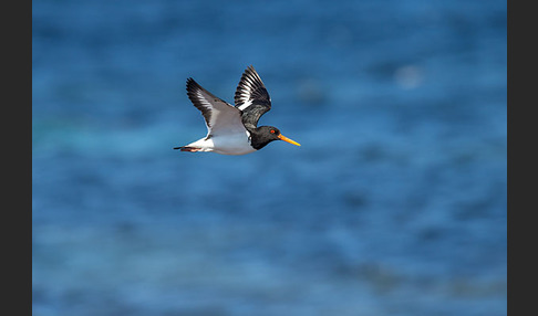 Austernfischer (Haematopus ostralegus)