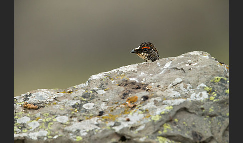 Alpenschneehuhn (Lagopus mutus)