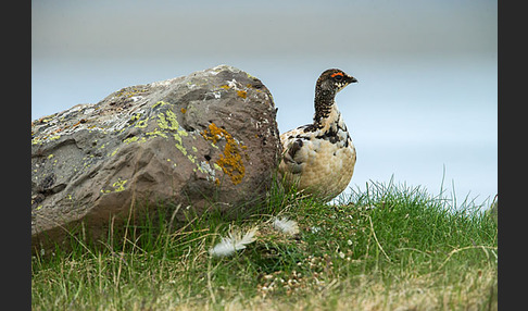 Alpenschneehuhn (Lagopus mutus)