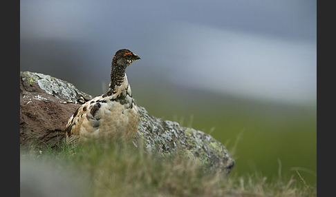 Alpenschneehuhn (Lagopus mutus)