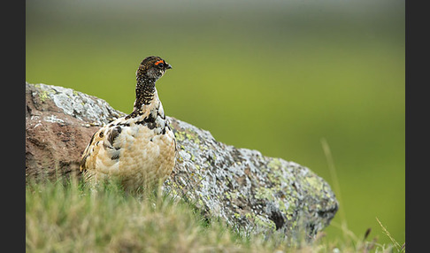 Alpenschneehuhn (Lagopus mutus)