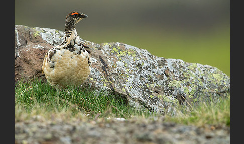 Alpenschneehuhn (Lagopus mutus)