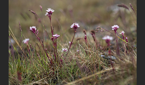 Alpen-Lichtnelke (Lychnis alpina)