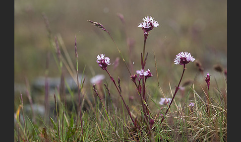 Alpen-Lichtnelke (Lychnis alpina)