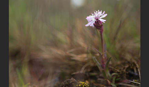 Alpen-Lichtnelke (Lychnis alpina)