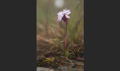 Alpen-Lichtnelke (Lychnis alpina)