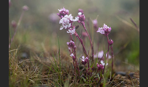 Alpen-Lichtnelke (Lychnis alpina)