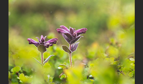 Alpenhelm (Bartsia alpina)