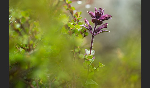 Alpenhelm (Bartsia alpina)