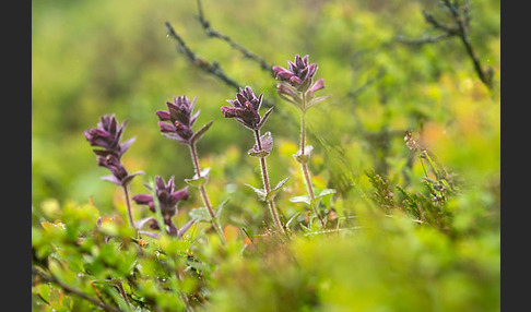 Alpenhelm (Bartsia alpina)