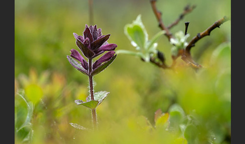 Alpenhelm (Bartsia alpina)