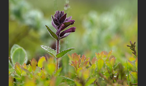 Alpenhelm (Bartsia alpina)