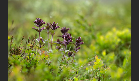 Alpenhelm (Bartsia alpina)