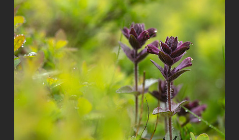 Alpenhelm (Bartsia alpina)