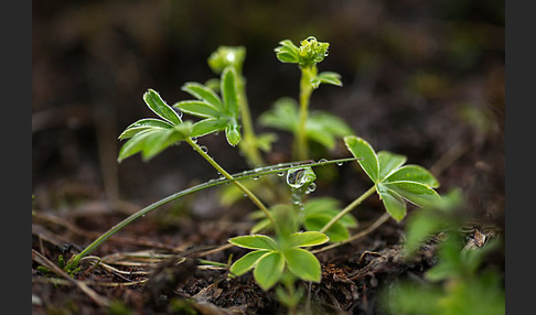 Alpen-Frauenmantel (Alchemilla alpina)