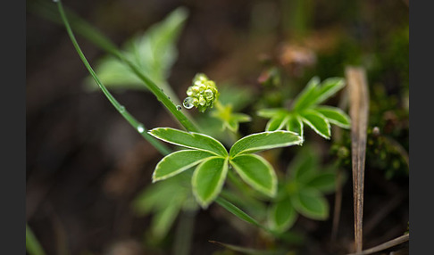 Alpen-Frauenmantel (Alchemilla alpina)