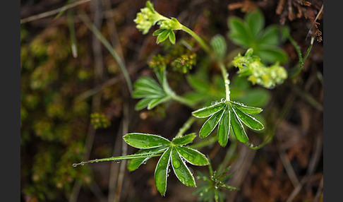 Alpen-Frauenmantel (Alchemilla alpina)