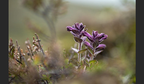 Alpenhelm (Bartsia alpina)