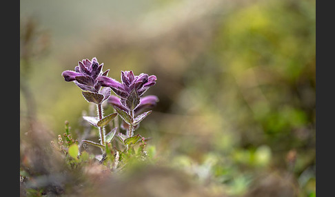 Alpenhelm (Bartsia alpina)