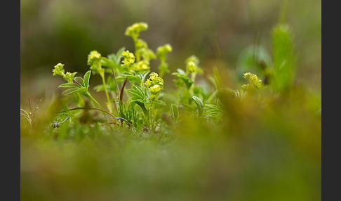 Alpen-Frauenmantel (Alchemilla alpina)