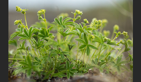 Alpen-Frauenmantel (Alchemilla alpina)