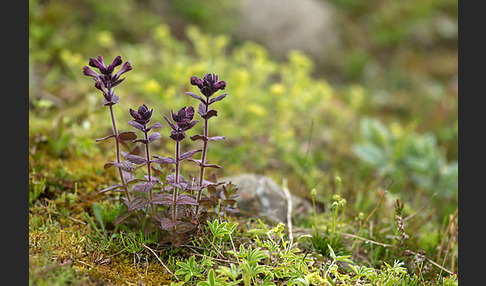 Alpenhelm (Bartsia alpina)