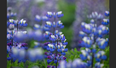 Alaska-Lupine (Lupinus nootkatensis)