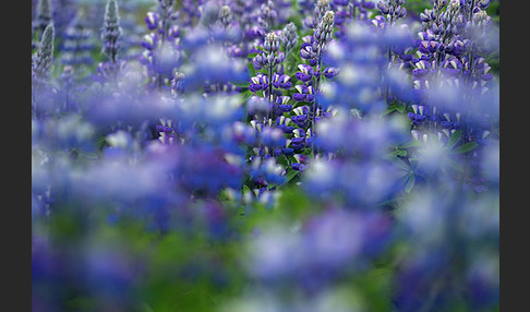 Alaska-Lupine (Lupinus nootkatensis)