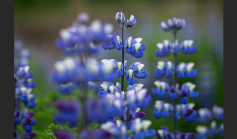 Alaska-Lupine (Lupinus nootkatensis)