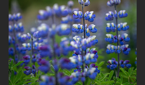 Alaska-Lupine (Lupinus nootkatensis)