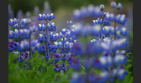 Alaska-Lupine (Lupinus nootkatensis)