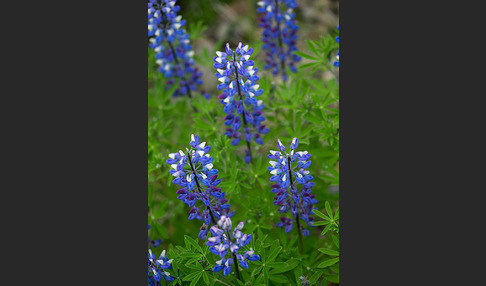 Alaska-Lupine (Lupinus nootkatensis)