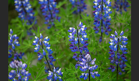 Alaska-Lupine (Lupinus nootkatensis)