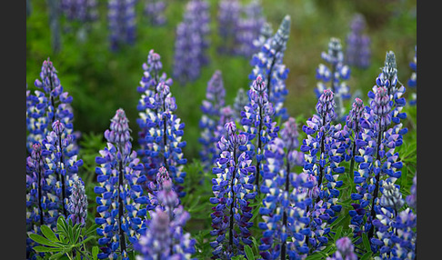 Alaska-Lupine (Lupinus nootkatensis)