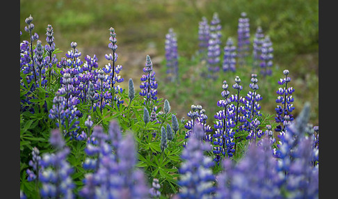 Alaska-Lupine (Lupinus nootkatensis)