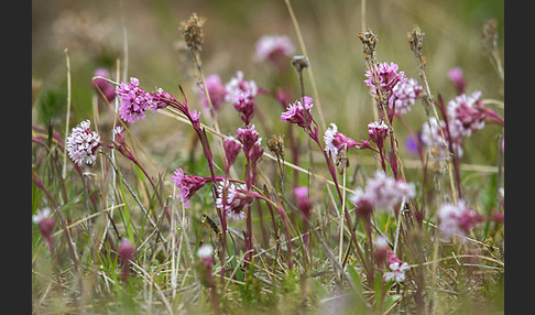 Alpen-Lichtnelke (Lychnis alpina)