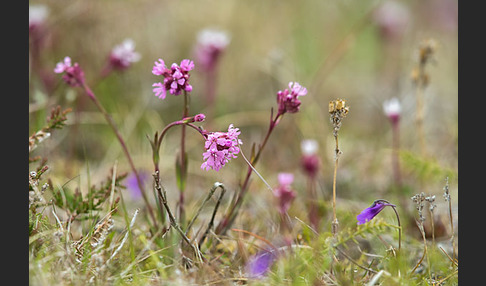 Alpen-Lichtnelke (Lychnis alpina)