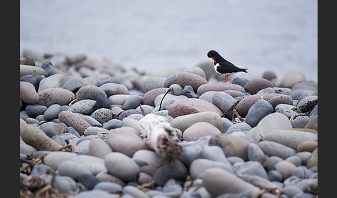 Austernfischer (Haematopus ostralegus)