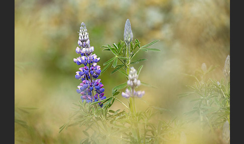 Alaska-Lupine (Lupinus nootkatensis)