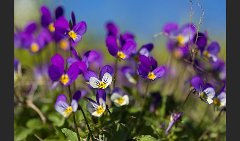 Wildes Stiefmütterchen (Viola tricolor agg.)