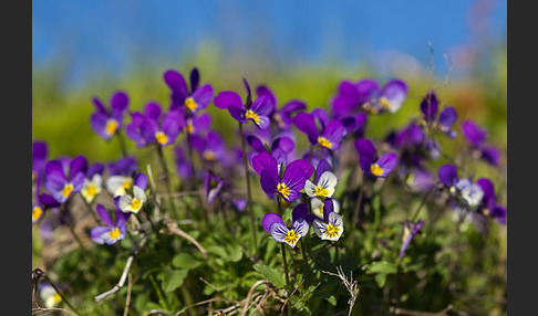 Wildes Stiefmütterchen (Viola tricolor agg.)