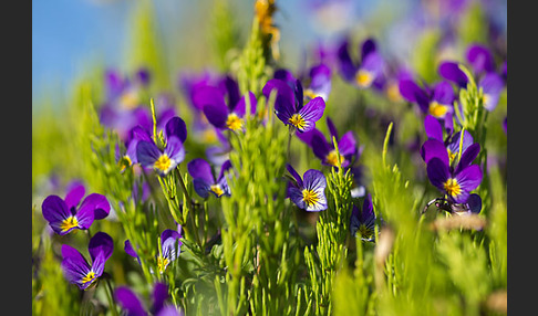 Wildes Stiefmütterchen (Viola tricolor agg.)