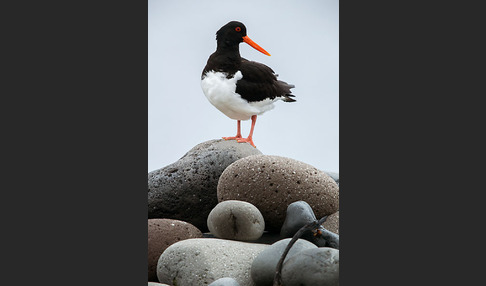 Austernfischer (Haematopus ostralegus)