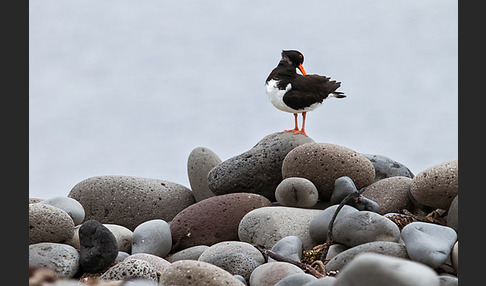 Austernfischer (Haematopus ostralegus)